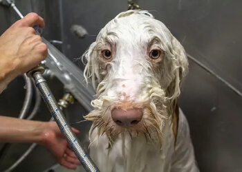 Kitchener Salons de Toilettage Pour Animaux De Compagnie Paris and Company Professional Dog Grooming