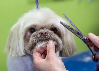 Kitchener Salons de Toilettage Pour Animaux De Compagnie Paris and Company Professional Dog Grooming