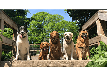 Mississauga dog walker Park Paws Walking