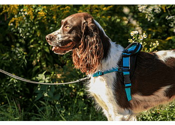 Levis Dresseurs De Chiens Passion Canin