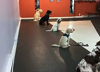Passion Canin - Levis, QC Dresseurs De Chiens - Dog Training Image
