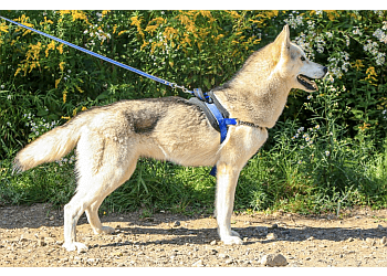 Levis Dresseurs De Chiens Passion Canin