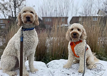 Passionate 4 Paws Professional Pet Care Inc. - Brampton, ON Dog Walkers - Business Gallery Image