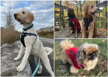 Brampton dog walker Passionate 4 Paws Professional Pet Care Inc.