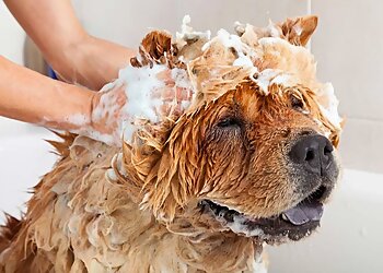 Gatineau Salons de Toilettage Pour Animaux De Compagnie Pattes Precieuses