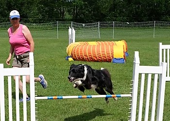 Paus-n-Train - Peterborough, ON Dog Trainers - Dog Training Session Image