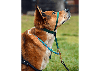 Peterborough dog trainer Paus-n-Train