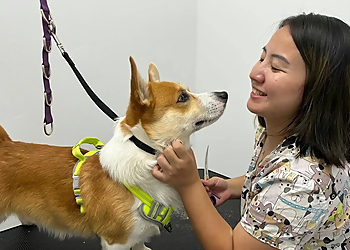 PawBasic Pet Grooming - Mississauga, ON Salons de Toilettage Pour Animaux De Compagnie
