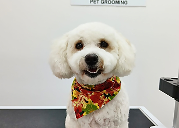 PawBasic Pet Grooming - Mississauga, ON Salons de Toilettage Pour Animaux De Compagnie