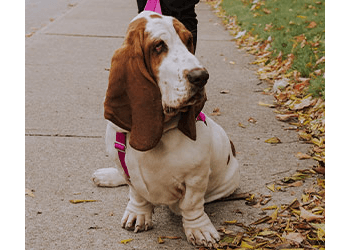 Hamilton dog walker Paw Patrol Dog Walking & Pet Services