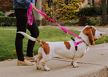 Hamilton dog walker Paw Patrol Dog Walking & Pet Services