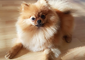 Victoria pet grooming Paw Space Pet Boutique