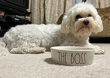 Victoria pet grooming Paw Space Pet Boutique