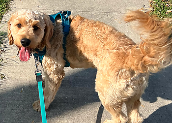 Winnipeg Promeneurs De Chiens Pawadise Pet Care