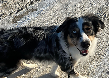 Winnipeg Promeneurs De Chiens Pawadise Pet Care