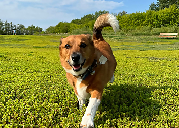 Winnipeg Promeneurs De Chiens Pawadise Pet Care