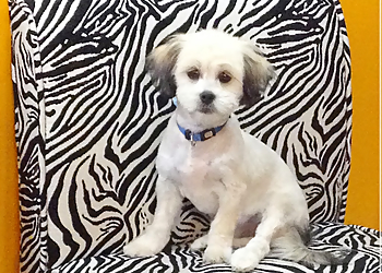 North Bay Salons de Toilettage Pour Animaux De Compagnie Pawcasso Pet Salon