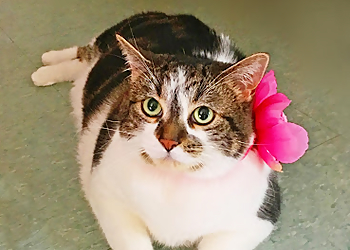 North Bay Salons de Toilettage Pour Animaux De Compagnie Pawcasso Pet Salon