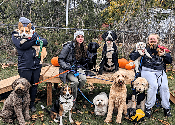 Hamilton dog walker Pawfect Strollers