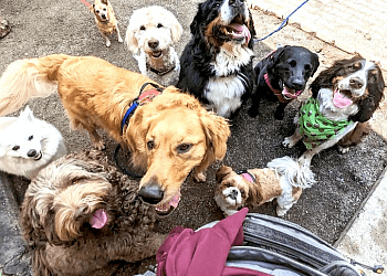 Hamilton dog walker Pawfect Strollers