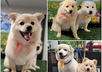 Hamilton Salons de Toilettage Pour Animaux De Compagnie Pawfessional Grooming