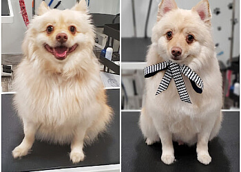 Hamilton Salons de Toilettage Pour Animaux De Compagnie Pawfessional Grooming