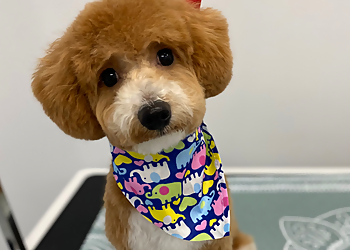 Pawllywood Pet Grooming - Markham, ON Pet Grooming - Service Image