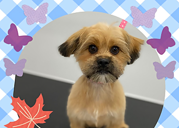 Pawllywood Pet Grooming - Markham, ON Pet Grooming - Project Image
