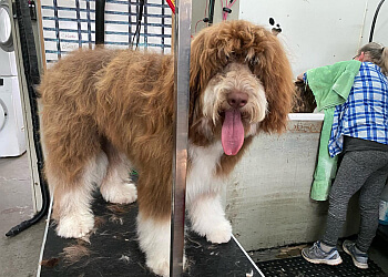 Maple Ridge pet grooming Pawparazzi Dog Grooming