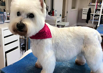 Pickering pet grooming Pawprints Dog Salon Inc.