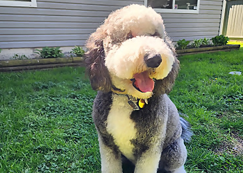 Langley pet grooming Paws Avenue Dog Grooming