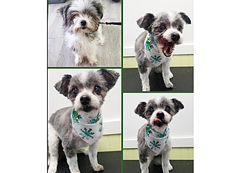 Langley pet grooming Paws Avenue Dog Grooming