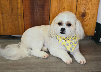 Langley pet grooming Paws Avenue Dog Grooming Spa image 1