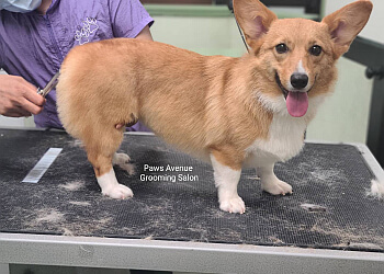 Mississauga pet grooming Paws Avenue Grooming Salon