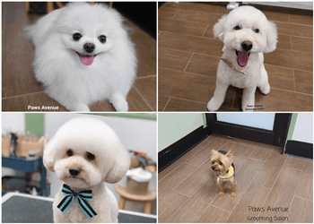 Paws avenue best sale grooming salon