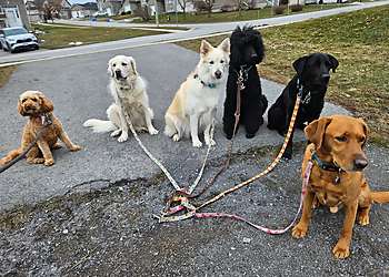 Kingston dog trainer Paws In Motion