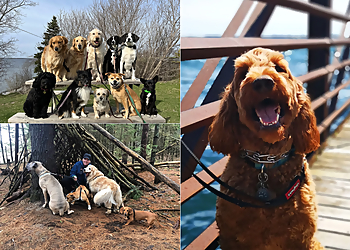 Kingston dog trainer Paws In Motion