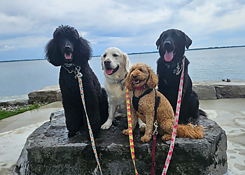 Kingston dog trainer Paws In Motion
