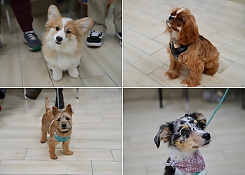 Oshawa dog trainer Paws-Itive Puppies