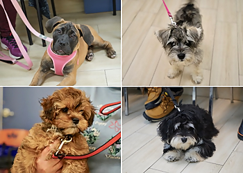 Oshawa dog trainer Paws-Itive Puppies