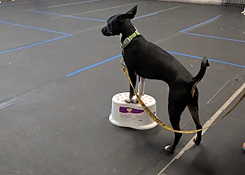 Paws On Training   - Lethbridge, AB Dresseurs De Chiens - Dog Training Session Image