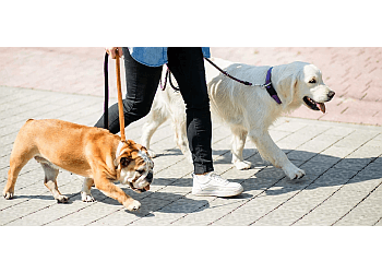 Lethbridge Dresseurs De Chiens Paws On Training