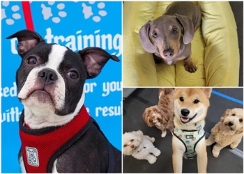 Lethbridge Dresseurs De Chiens Paws On Training