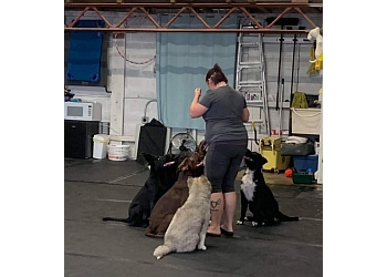 Paws On Training