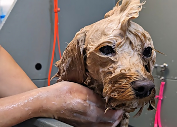 Paws Place Dog Grooming - Langley, BC Pet Grooming - Project Image