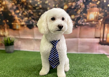 Paws Place Dog Grooming - Langley, BC Pet Grooming - Service Highlights