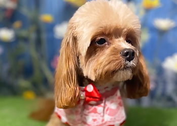 Paws Place Dog Grooming - Langley, BC Pet Grooming - Service Image