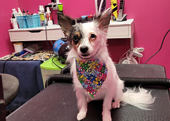 Airdrie Salons de Toilettage Pour Animaux De Compagnie Paws & Purrrls Dog and Cat grooming