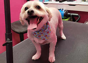 Airdrie Salons de Toilettage Pour Animaux De Compagnie Paws & Purrrls Dog and Cat grooming