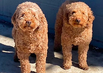 Paws Unleashed Winnipeg Ltd. - Winnipeg, MB Dog Trainers - Puppy Image